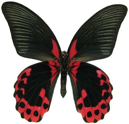 Amazon Com Mounted Papilio Rumanzovia Red Butterfly Airtight Acrylic Frame 8 X 7 X 1 5 Artwork Posters Prints Amazon Com Mounted Papilio Rumanzovia Red Butterfly Airtight Acrylic Frame 8 X 7 X 1 5 Artwork Posters Prints