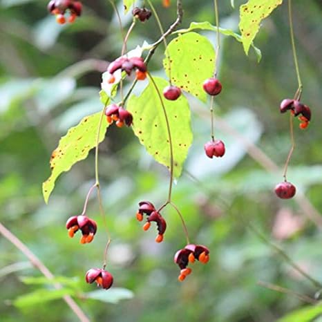 Amazon 紫桜館山の花屋 樹木 ツリバナマユミ 12cmポット苗 鉢 プランター Amazon 紫桜館山の花屋 樹木 ツリバナマユミ 12cmポット苗 鉢 プランター