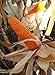 #1299 12'-14'ft GIANT ORANGE ORNAMENTAL CORN 35 seeds
