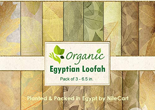 NileCart Natural Organic Egyptian Loofah Sponges, Large Exfoliating Shower Loofah Body Scrubbers SPA Beauty Bath and radiant skin (Pack of 3-6.5 In.)
