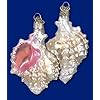 Old World Christmas Mexican Seashell Glass Ornament #12177 514gdv9cMEL