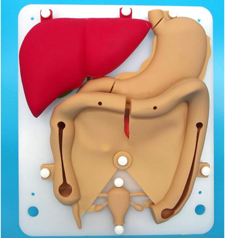 VIEUR Laparoscopic Training Model Silastic Organic Model, Realistic Hollow Flexible Organic Model