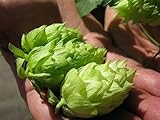 Calypso Hop Seed * Bulk 100 Seeds* Apple/pear Aroma * Cash Crop * Beer