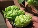 Calypso Hop Seed * Bulk 100 Seeds* Apple/pear Aroma * Cash Crop * Beer