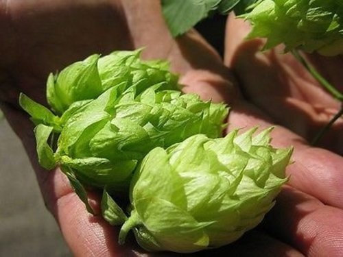 Calypso Hop Seed * Bulk 100 Seeds* Apple/pear Aroma * Cash Crop * Beer