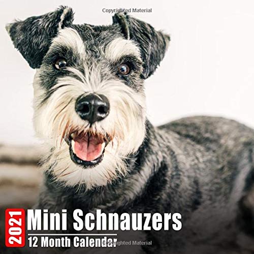 small miniature schnauzer