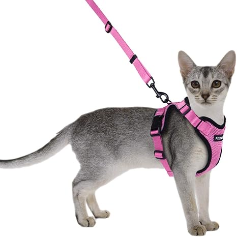 cats hate leashes
