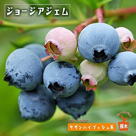 Amazon ブルーベリー 苗 ジョージアジェム サザンハイブッシュ系 接ぎ木苗 ブルーインパルス Blueberry 果物