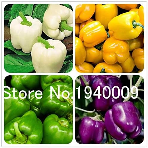 Pinkdose Pene Chili Rojo Caliente Peter Pepper Bonsai 100 Piezas ...
