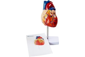 Aliwovo Anatomical Heart Model Life Size Human Heart Model Anatomy Used for Medical Education Study Include Detailed Instructions