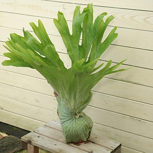 Amazon 観葉植物 ビカクシダ 希少 コウモリラン スパーバム 森の王冠 観葉植物 オンライン通販