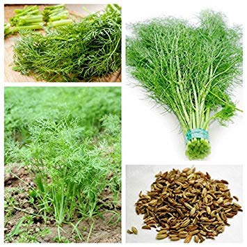 Fash Lady Europe Fragrant Bulb Fennel Seeds Fresh and Green Organic Vegetable Foeniculum Dulce Anise-Flavored Crispy Fennel 100 Seeds/Bag