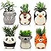 Animal Ceramic Succulent Planters Set of 6 | 2.5 Inch Small Cactus Pots with Drainage Hole Cute Gift Penguin Koala Panda Tiger Elephant Kangaroo (Safari Animals)