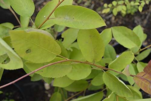 Amelanchier lamarckii 15cm Pot Size