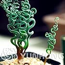 Seeds Shopp 100 pcs Rare Sprial Grass Flower Seeds Succulents plant Grass seeds DIY bonsai Potted Garden Home Exotic Plant Interesting