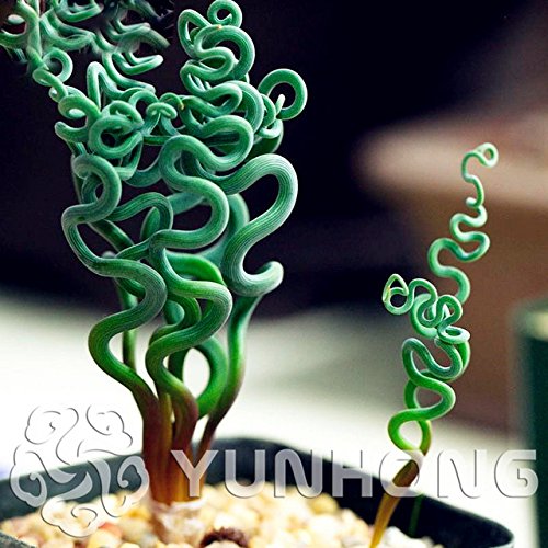 Seeds Shopp 100 pcs Rare Sprial Grass Flower Seeds Succulents plant Grass seeds DIY bonsai Potted Garden Home Exotic Plant Interesting Seeds Shopp 100 pcs Rare Sprial Grass Flower Seeds Succulents plant Grass seeds DIY bonsai Potted Garden Home Exotic Plant Interesting