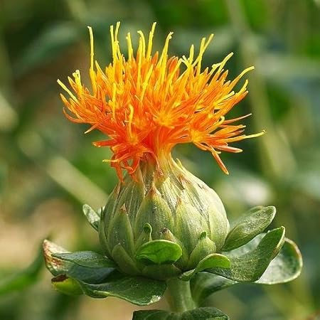 National Gardens Safflower Seeds (Multicolour, Pack of 10)
