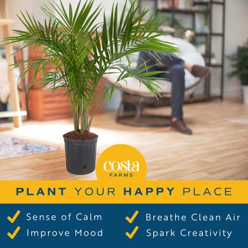Costa Farms Majesty Palm Tree, Live Indoor Plant Potted in Grower Pot