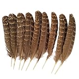 Eagle feather,Hgshow 10pcs Touch of Nature eagle feathers 6-8 inches