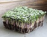 Clearance! Sow in Fall! 4000ct Leafy Salad