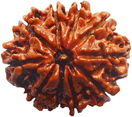 10 Mukhi Rudraksha NEPAL Certified 23.38mm | 2.99gms Ten Face Rudraksh Bead