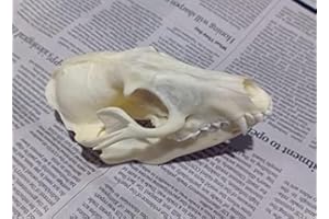 FGRID Animal Specimen Real Animal Skull Specimen Taxidermy Cleaned Skull Collection Fox, cat, Mink, Crocodile, Dog, Raccoon, Snake, Rabbit, Goat ，Muskrat，Nutria，Fox's paw (3pcs,Raccoon)