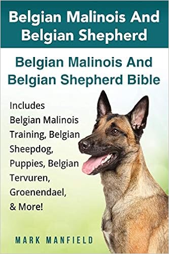 Belgian Malinois And Belgian Shepherd Belgian Malinois And