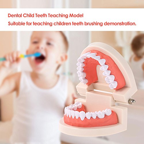 Dentures Dental teeth teaching model Adult Gums Standard Demonstration Tool for Kindergarten Brushing Teaching By Brigedental - Thumbnail 5