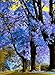 Royal Empress Tree! (FOXGLOVE TREE, PRINCESS TREE)GROWS 15 FT A YEAR! 50 SEEDS! by payneandjesus