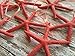 Starfish Christmas Tree Ornaments (Coral)