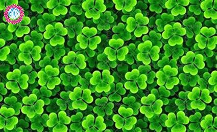 100pcs Kleesamen Garten Bodendecker-Pflanzen-Samen Klee Blumensamen Gartenpflanze DIY