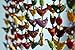 30-Bird Bell Tota Traditional Indian Hanging Decoration