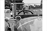 Photographic Print of A dog driving a vintage car