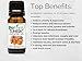 BioFinest Turmeric Oil - 100% Pure Turmeric Essential Oil -Relieve Joint Pain Arthritis Bloating- Premium Quality - Therapeutic Grade - Best For Aromatherapy - FREE E-Book (10ml)