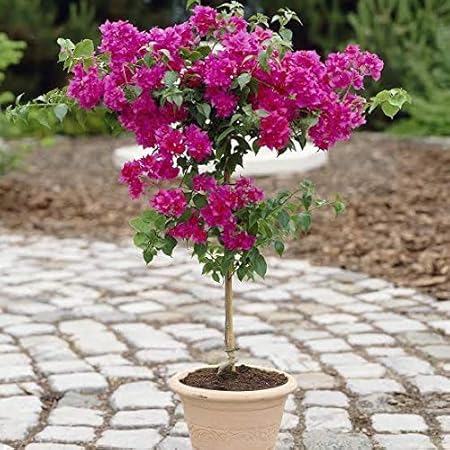 GREEN PARADISE Pot With Live Bougainvillea Bonsai 3 Years Old Flower Plant, Multicolour, Standard