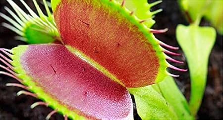 Amazon Com Venus Flytrap Seeds For Planting 10 Seeds Grow An Insect Eating Bonsai Dionaea Muscipula Seeds For Growing Made In Usa Ships From Iowa Garden Outdoor