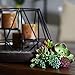 SEEKO Artificial Succulents - 14 Pack - Create Realistic Succulent Arrangements, Faux Potted Succulent Decor, and Fake Succulent Planters for Your House or Apartment