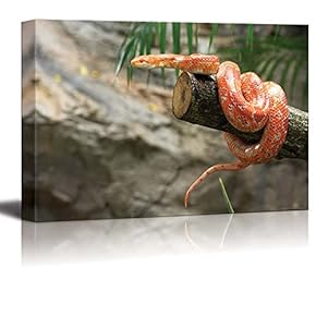 Canvas Prints Wall Art - Closeup of a Corn Snake on a Branch | Modern Wall Decor/Home Art Stretched Gallery Canvas Wrap Giclee Print & Ready to Hang - 12" x 18"