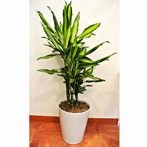 正規激安 幸福の木 新種 ドラセナ ジェレ ７号 陶器鉢入 B00kt2bv0m 高い品質 90a3acu P1ai