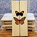 Stainless Steel Insect Pins 100Pins Size #2