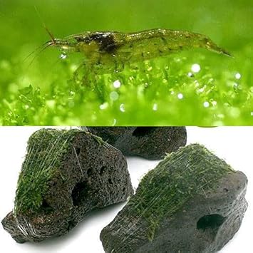 Amazon エビ 水草 巻きたて ジャイアント南米ウィローモス 穴あき溶岩石 １個 ミナミヌマエビ １０匹 北海道 九州 沖縄航空便要保温 Charm チャーム 観賞魚 水中生物 通販