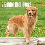 Golden Retrievers - 2017 Calendar 12 x 12in
