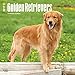 Golden Retrievers - 2017 Calendar 12 x 12in
