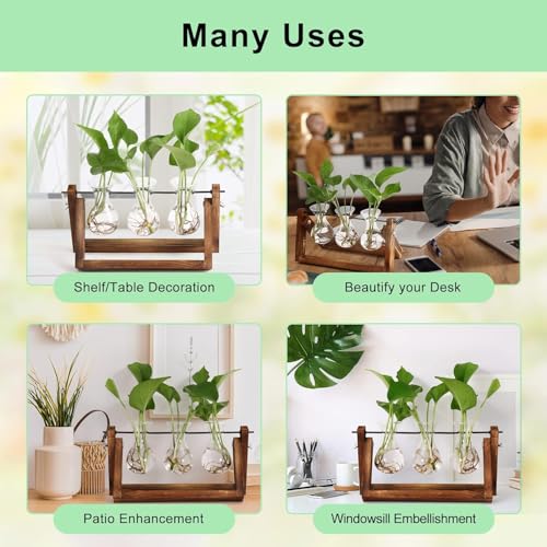 Sepper Estación de propagación de Plantas, Terrario con Soporte Madera Jarrón Hidropónica Florero Cristal, Jarrones Vidrio Macetas con 3 Bombillas para Interior Decoración Mesa Oficina Casa Jardín