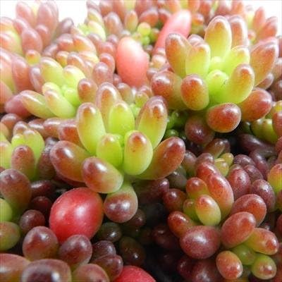Amazon Co Jp 多肉植物 Seセダム ばらまき虹の玉 多肉植物 ニジノタマ セダム 7 5cmポット ホーム キッチン