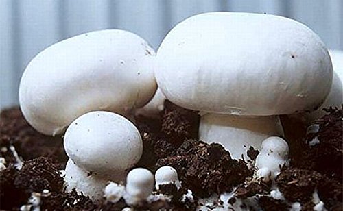 Champignon white button mushroom (agaricus bisporus) my…