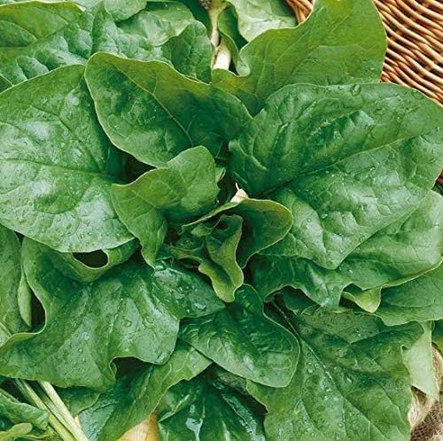 Creine 50/100 Pcs Spinach Seeds F1 Hybrid - Spinach All Green - Spinach Vegetable Seeds