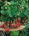 Seeds Wild Strawberries Aleksandriya Organic Russian Natural Heirloom Seed