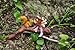 Top Collection Enchanted Story Fairy Garden Little Fairy Kissing Squirrel on Branch Outdoor Statue