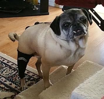 walkabout harness knee brace